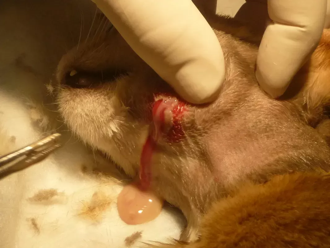 how do you clean a popped cyst on a dog