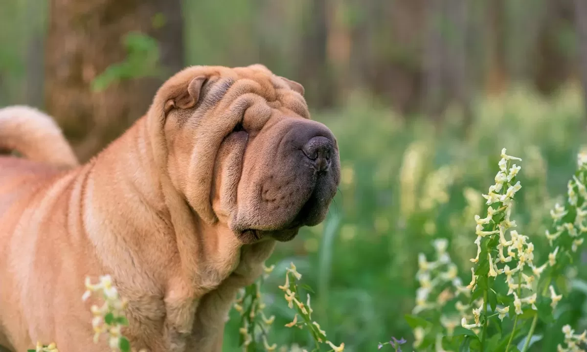 Shar-Pei 