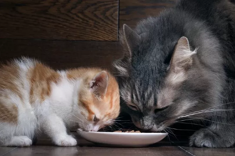 Can Kittens Eat Adult Cat Food Exploring the Health Implications