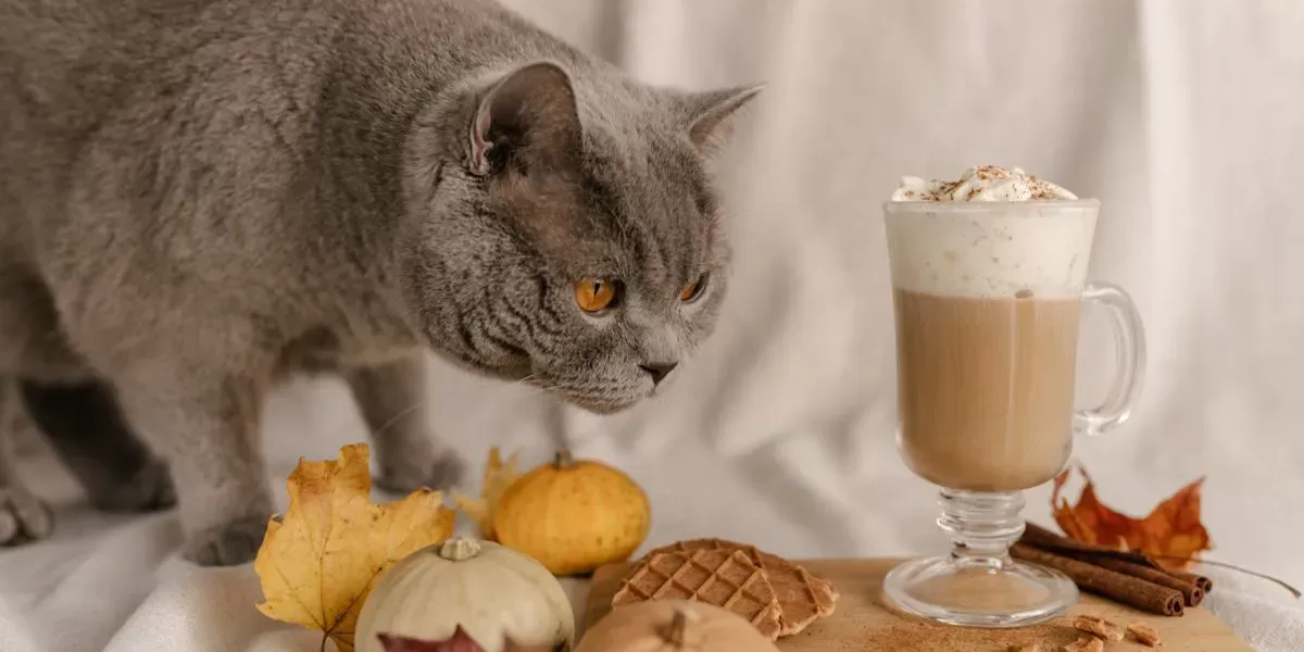 Can Cats Have Cinnamon?