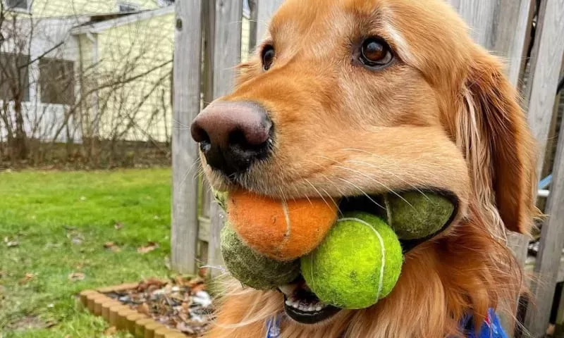 Are Tennis Balls Bad for Dogs?