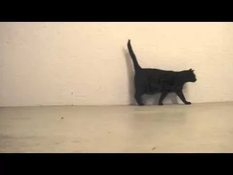 Cat is Pacing Normally