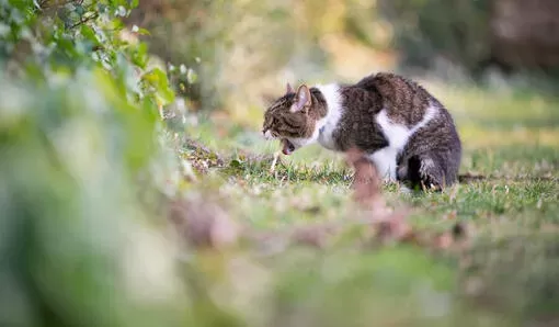 Vomiting in Cats: When to Worry