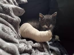 cat with broken leg