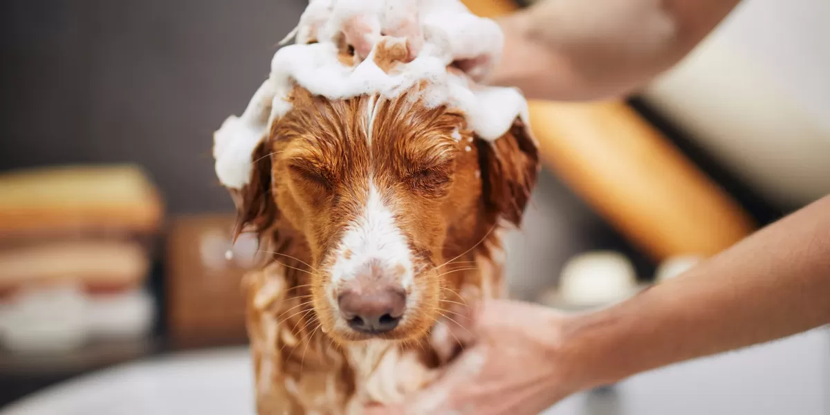 Dog Dandruff Causes & Treatment