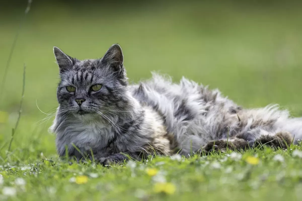 Mal estado del pelaje de los gatos  