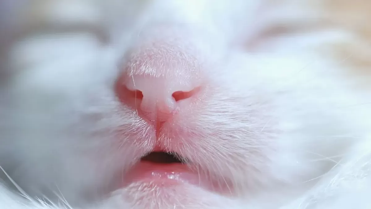 Why are Cats' Noses Wet? 5 Shocking Reasons!