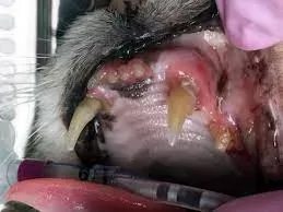 Dental Disease in Cats