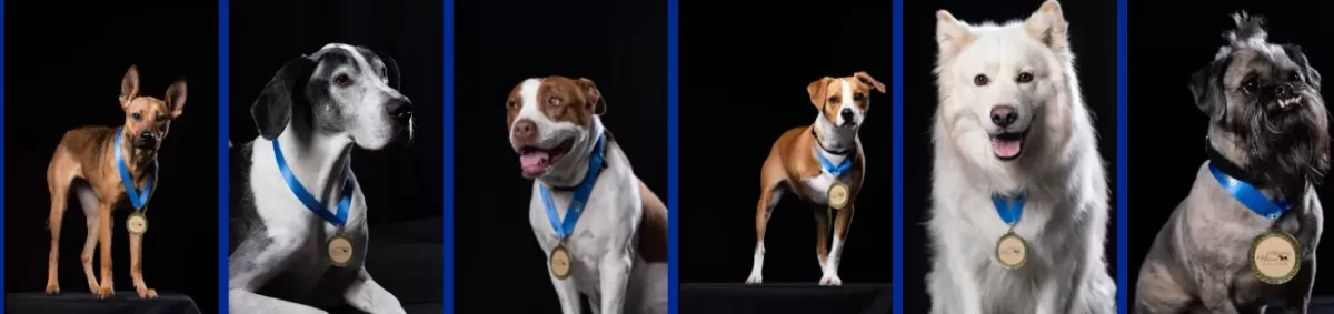 Impact of the American Rescue Dog Show