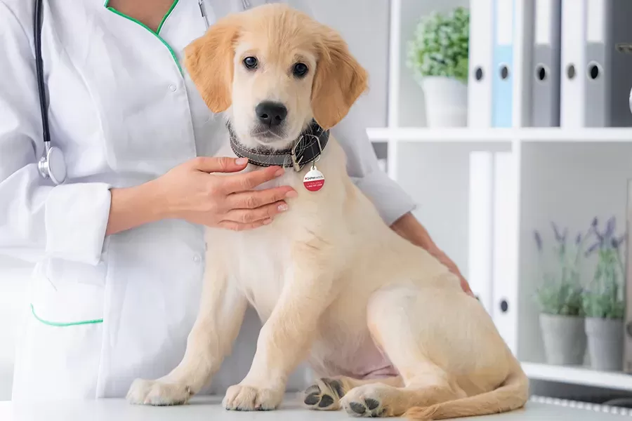 Why Your Dog Should Go to the Vet