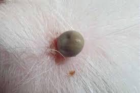 Ticks on dogs