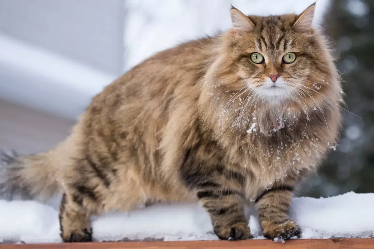 Siberian Cat — Full Profile, History, and Care