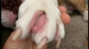 Dog paw fungus treatment best sale