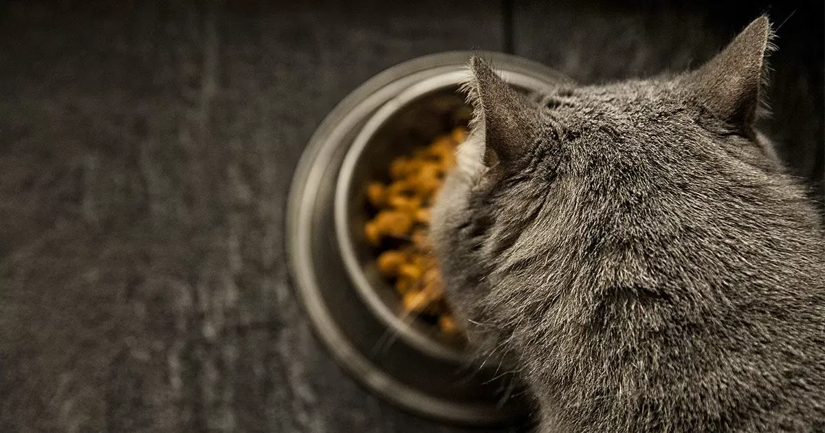 What to Feed A Diabetic Cat?