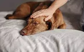 Dog Vomiting Blood
