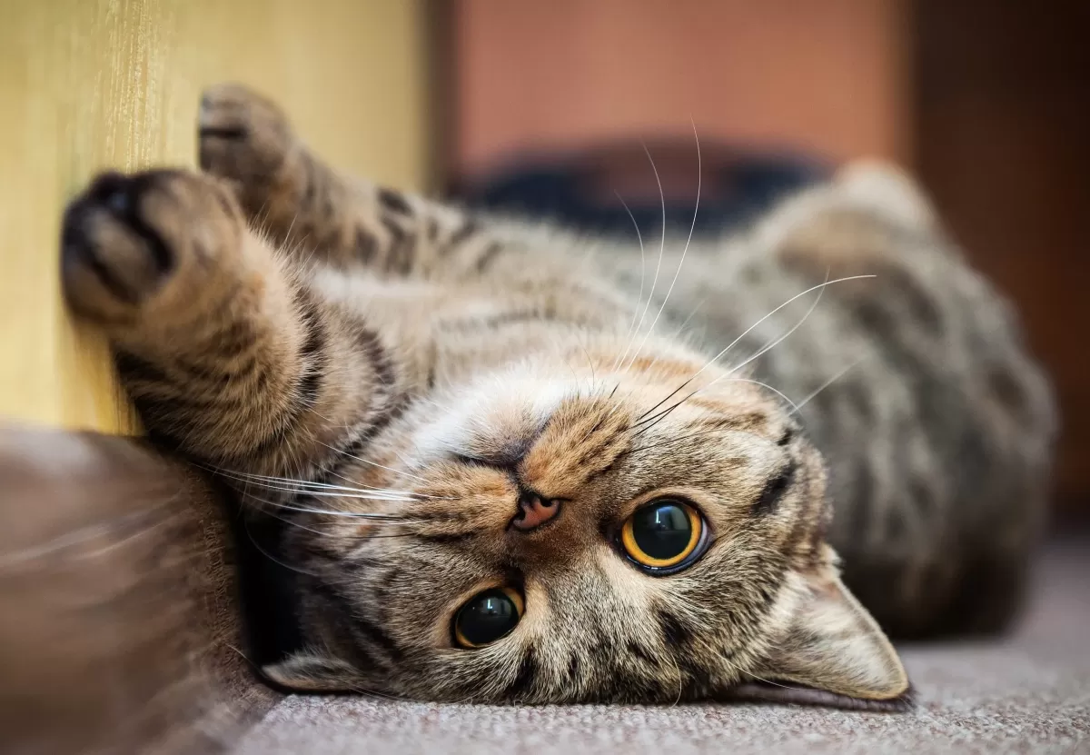 Telltale Signs You Have a Happy Cat | Reader's Digest