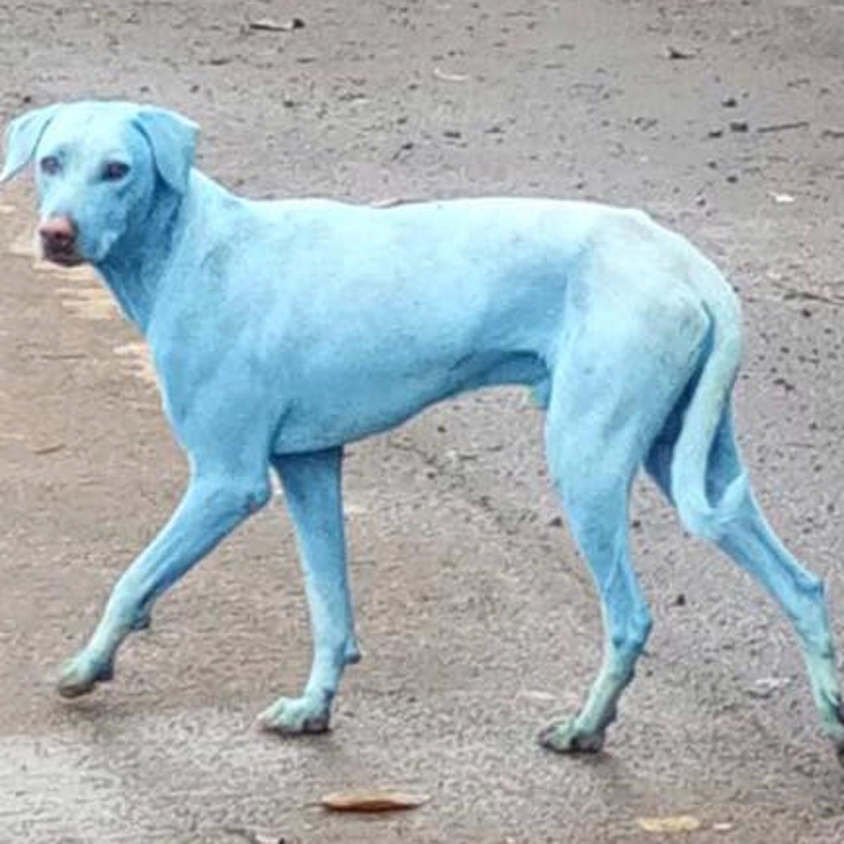 Does Colloidal Silver Turn Your Dog Blue?