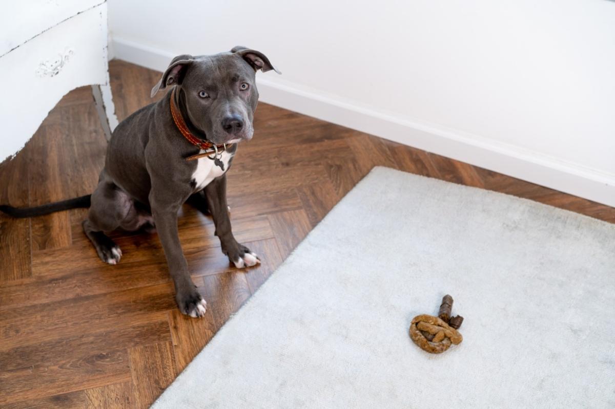 Evde kaka yaptıkları için köpekler nasıl cezalandırılır