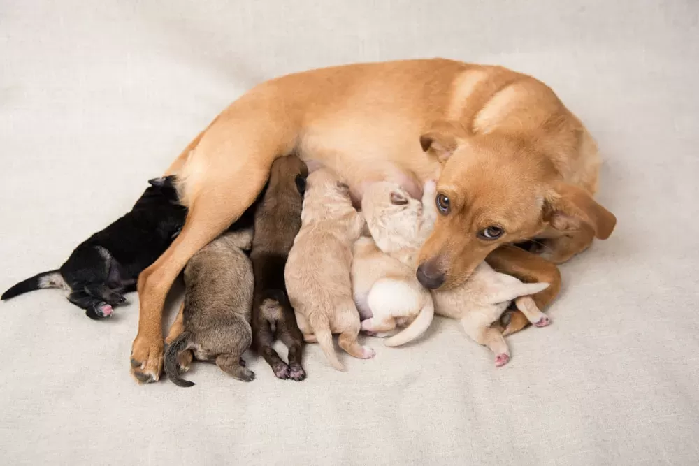 Milk Fever in Dogs: Cause, Symptoms and Treatment