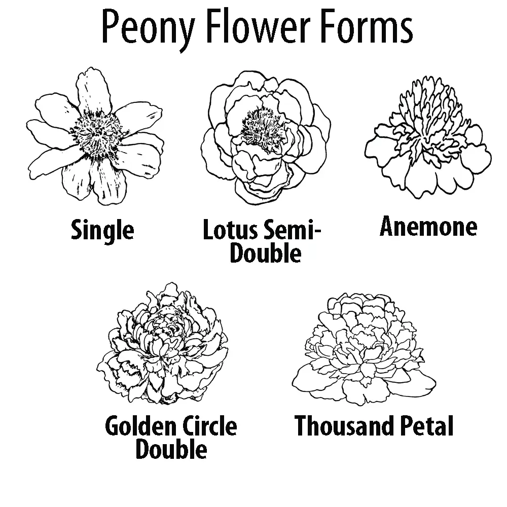 Peonies Flower Structure