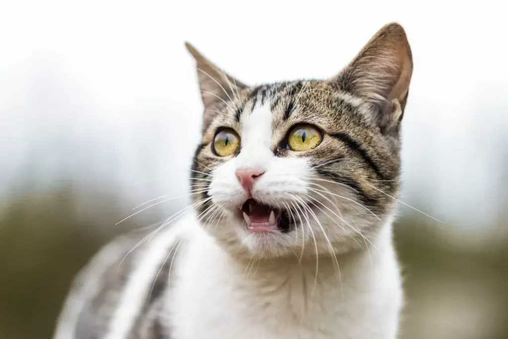 Kedi Salyası: Yaygın Nedenleri ve Bu Konuda Ne Yapılması Gerektiğini Anlamak
