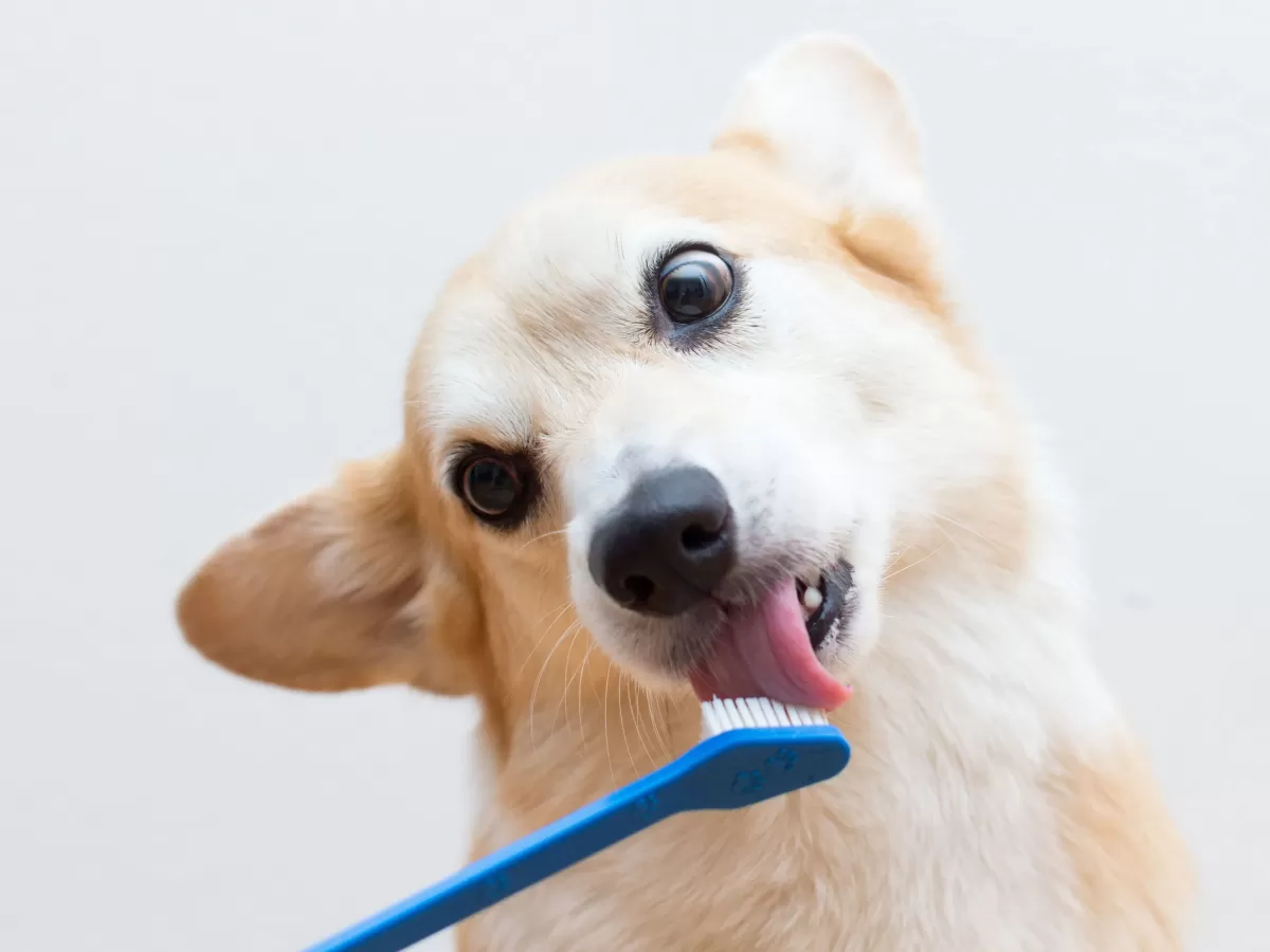 How to Keep Dog's Teeth Healthy