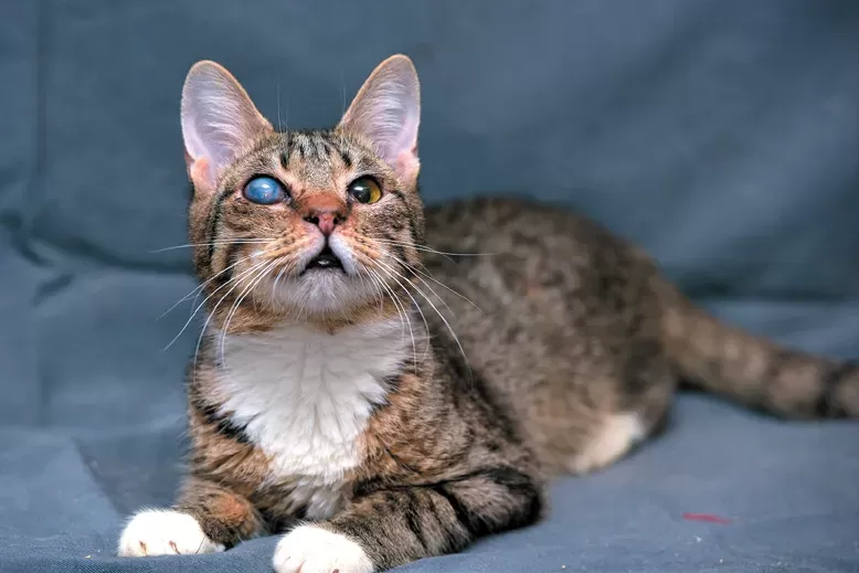 Treatment for Cloudy Eye in Cats: Causes, Diagnosis, and Management