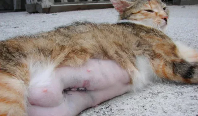 Pyometra in Cats 