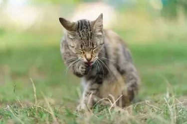 Cat Licking Paw