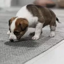 Urinary Tract Infection (UTI) in Dogs