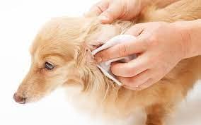 How to Clean Your Dog's Ears