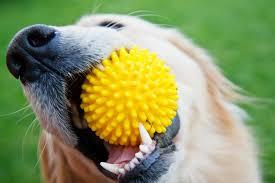 How to Choose Safe Chew Toys for Your Pet | Dupont Veterinary Clinic |  Dupont Veterinary Clinic