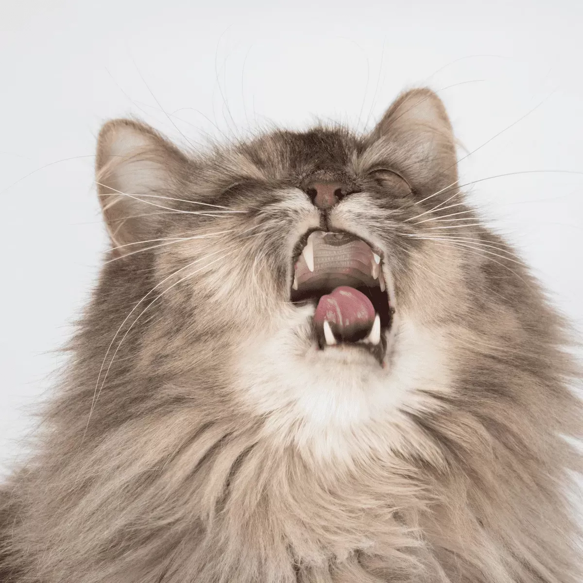 Can Cats Get Strep Throat