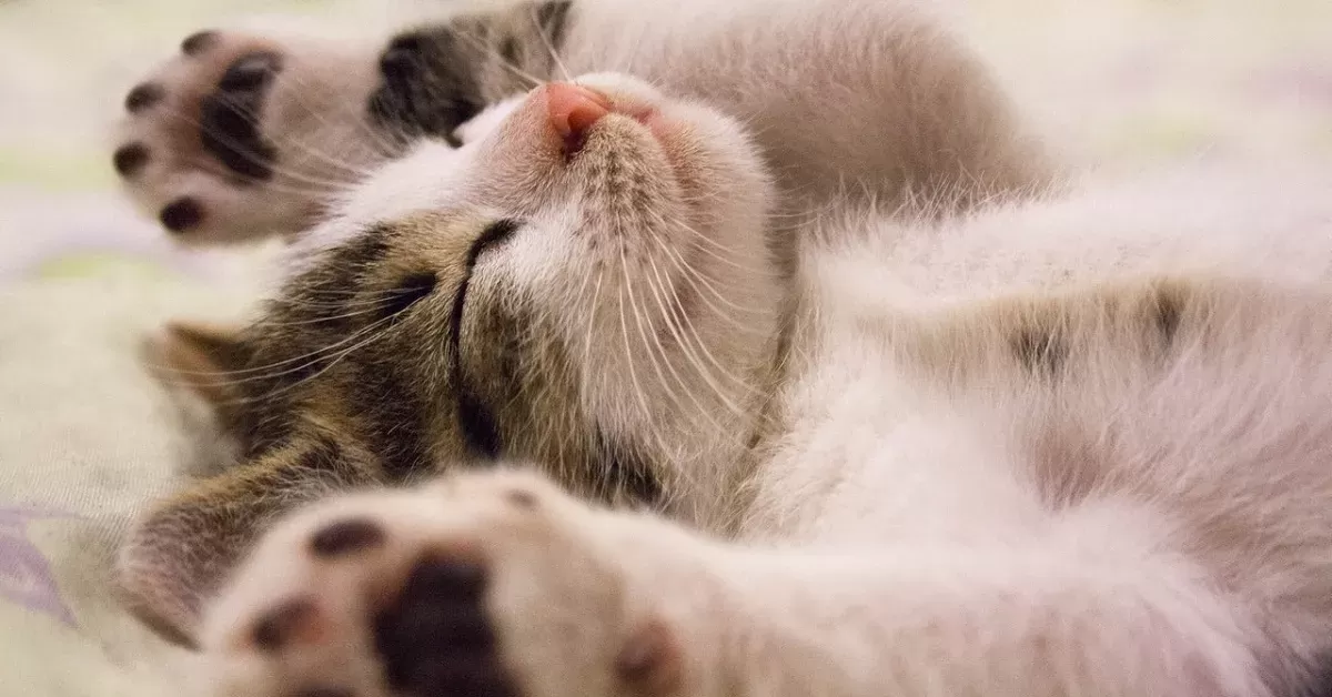 Tick Paralysis in Cats
