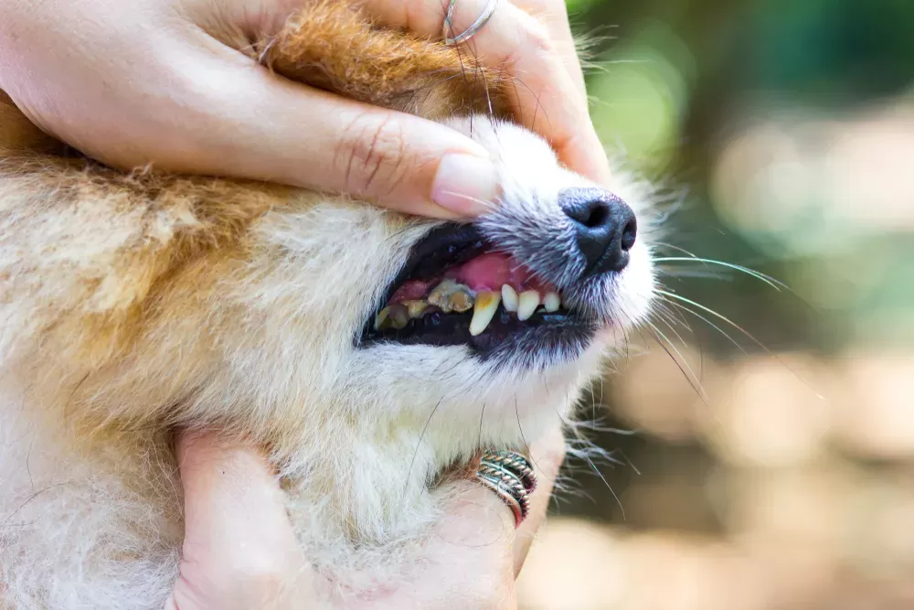 Dog Swallowing A Lot