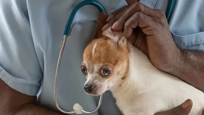 ¿Cómo identifican los veterinarios los mareos en los perros?