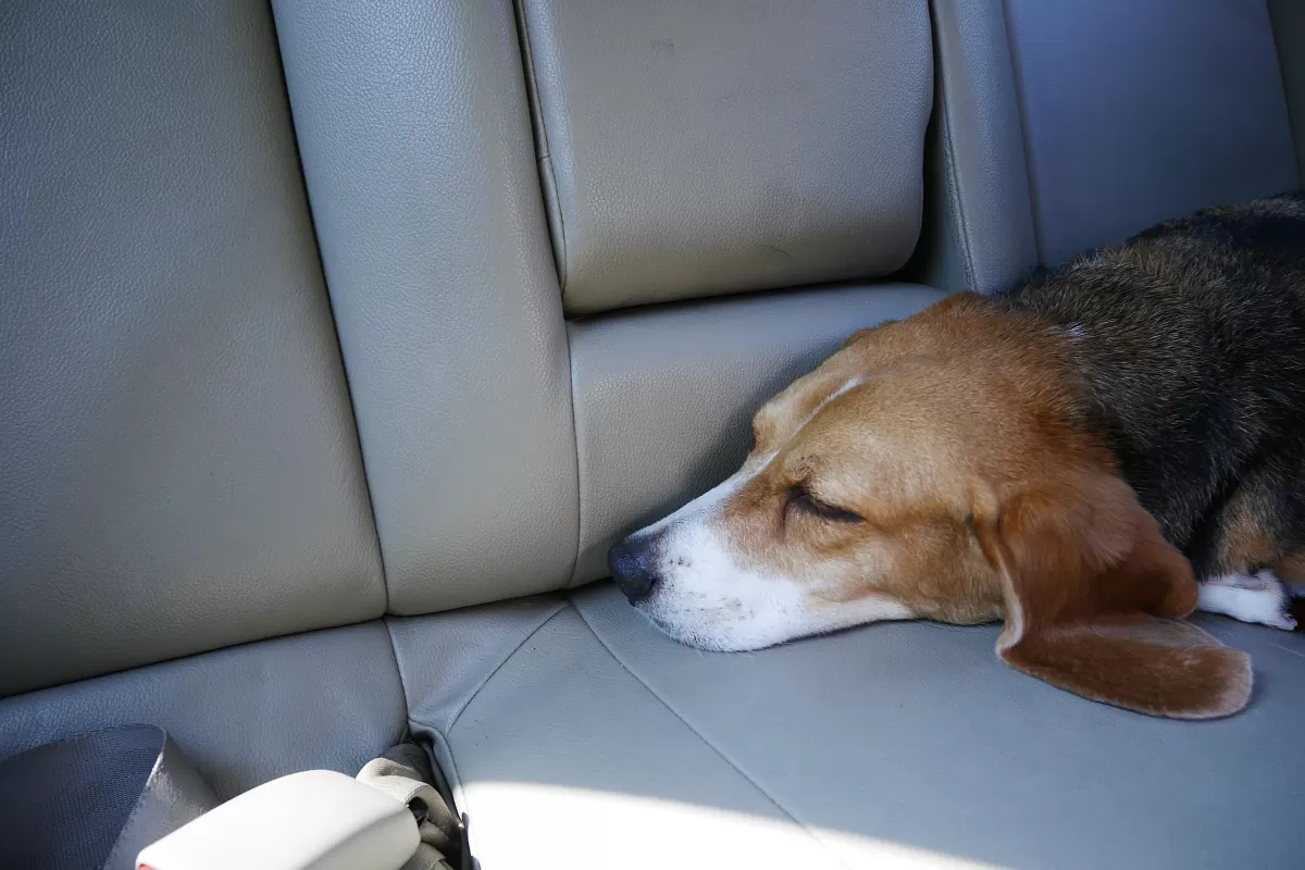 How Do I Tell If My Dog Has Car Sickness?