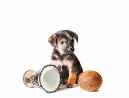 Can Dogs Have Coconut