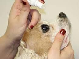 Best Eye Drops For Dogs For Allergies