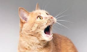 Dental Disease in Cats