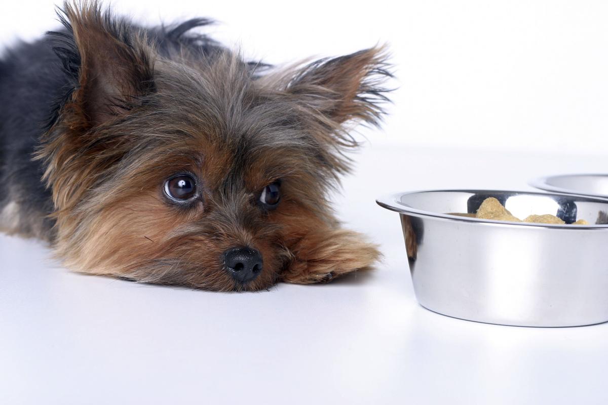 Liver Disease in Dogs