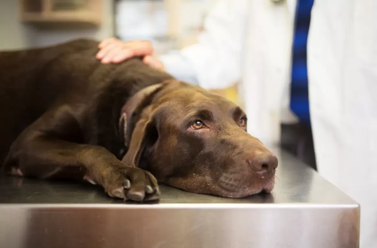 What Happens If A Dog Eats Chocolate?