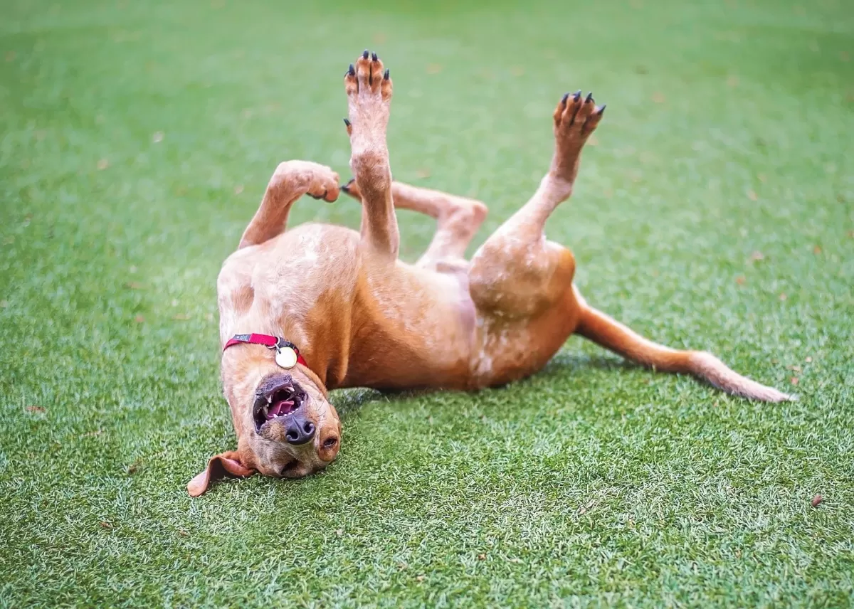 Treating My Dog Allergies from Grass