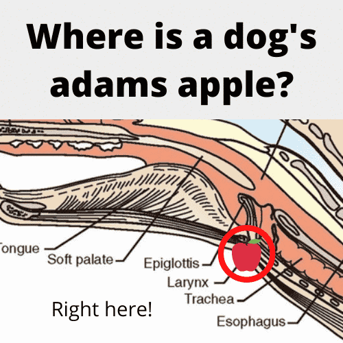 Do Dogs Have Adams Apples? Unveiling the Mystery