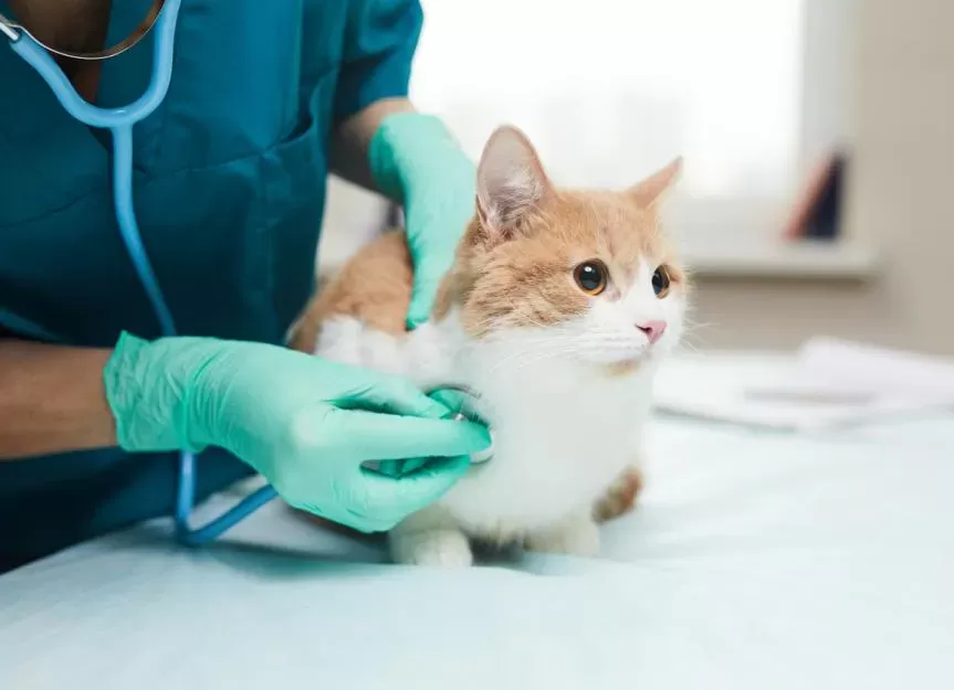 Pneumonia in Cats