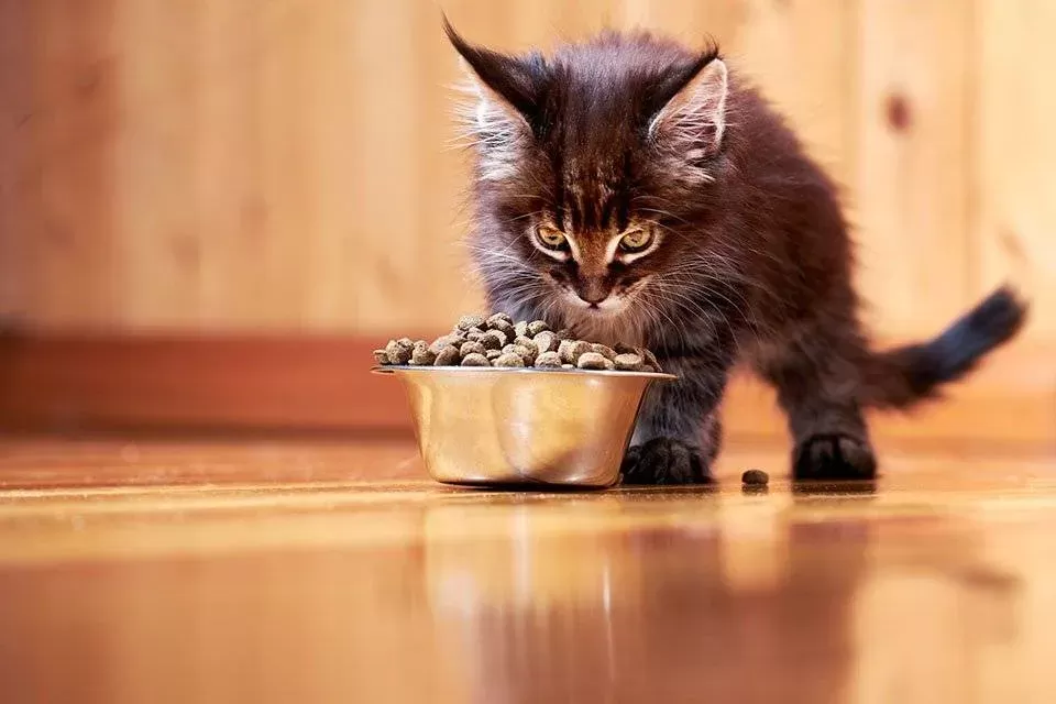 How to Change Cat Food