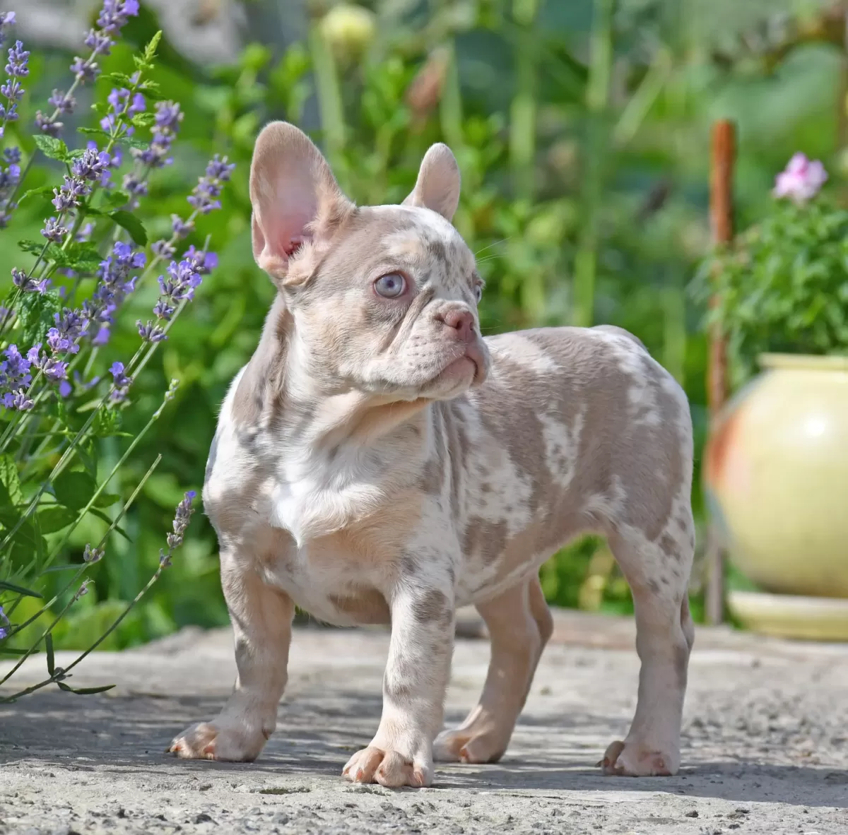 Fawn merle french bulldog best sale