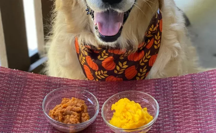 Comida para ayudar al perro a exprimir glándulas