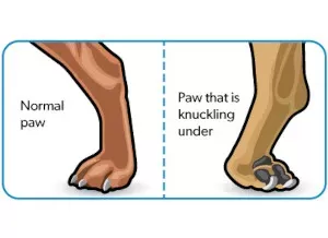 How to Tell if Your Dog is Knuckling