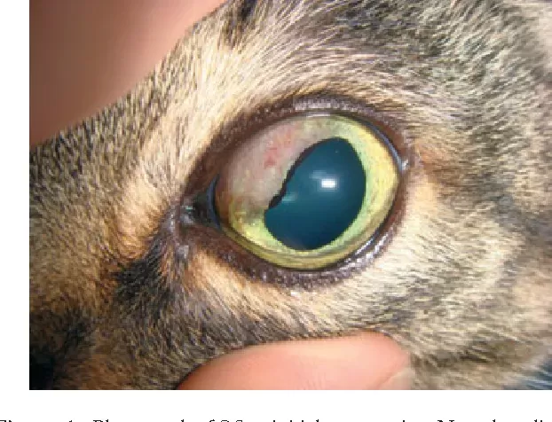 tumor in a cat